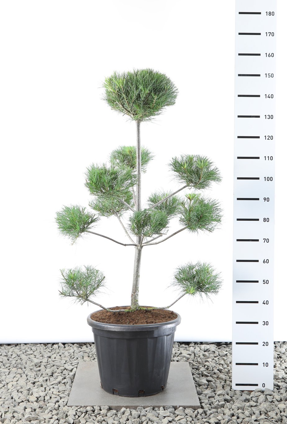 Pinus strobus - 100-125 CM Multiplateau EXTRA in Cont.